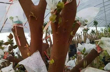 為什么有些花木必須嫁接繁殖？